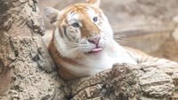 Kedua harimau berusia tiga tahun ini telah menjadi sensasi di media sosial pada Juni lalu.