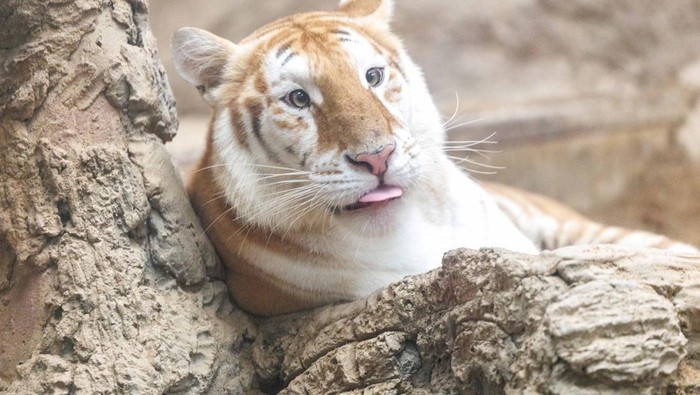 Potret Harimau Emas Kembar yang Hebohkan Thailand Harimau Bengal langka Ava dan Luna dengan bulu emas krem jadi sorotan. Si kembar ini viral di media sosial sejak debut di Kebun Binatang Chiang Mai.