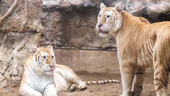 Harimau Bengal langka Ava dan Luna dengan bulu emas krem jadi sorotan. Si kembar ini viral di media sosial sejak debut di Kebun Binatang Chiang Mai.