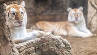 Harimau langka ini melanjutkan tren hewan yang viral di Thailand, seperti bayi kuda nil bernama Moo Deng yang sebelumnya juga menarik perhatian di kebun binatang Bangkok.