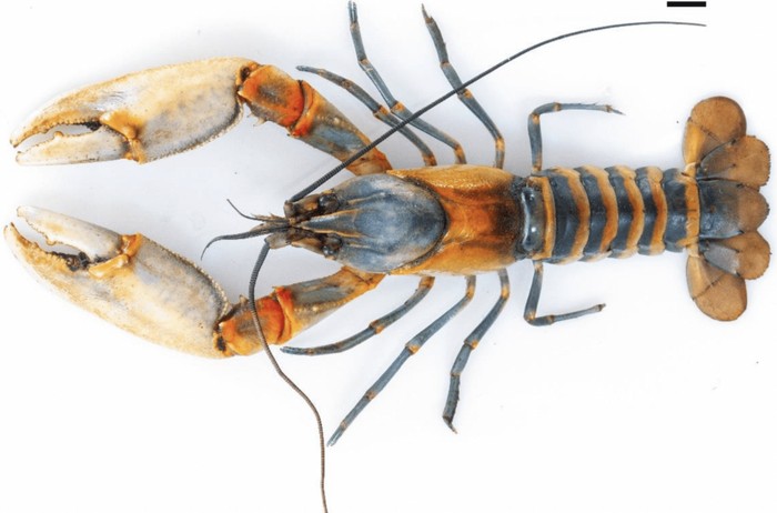 Spesies baru udang karang Cherax rayko yang ditemukan di Papua Indonesia