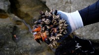 Meskipun ada peraturan negara - seperti membatasi hasil panen harian hingga 7 kg per nelayan - penangkapan ilegal telah melonjak karena tingginya nilai teritip.