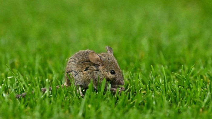 A mouse takes a walk on the pitch during the UEFA Europa  League, League Phase football match between Manchester United and Bodoe/Glimt at Old Trafford stadium in Manchester, north west England, on November 28, 2024. (Photo by Oli SCARFF / AFP)