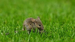 Penampakan Tikus Old Trafford Masuk Lapangan Saat MU Tanding