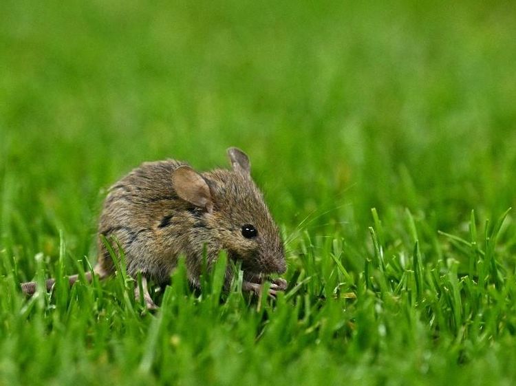 Penampakan Tikus Old Trafford Masuk Lapangan Saat MU Tanding