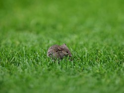 Ini adalah momen seekor tikus terlihat hilir-mudik di atas lapangan Old Trafford. Foto: Getty Images/Robbie Jay Barratt - AMA