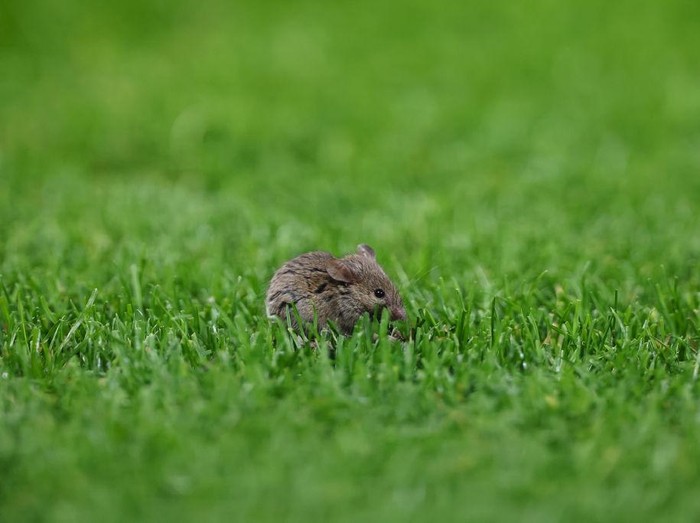 MANCHESTER, ENGLAND - NOVEMBER 28: A mouse on the pitch during the UEFA Europa League 2024/25 League Phase MD5 match between Manchester United and FK Bodo/Glimt at Old Trafford on November 28, 2024 in Manchester, England. (Photo by Robbie Jay Barratt - AMA/Getty Images)