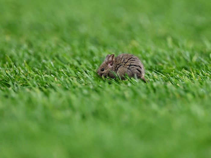 MANCHESTER, ENGLAND - NOVEMBER 28: A mouse on the pitch during the UEFA Europa League 2024/25 League Phase MD5 match between Manchester United and FK Bodo/Glimt at Old Trafford on November 28, 2024 in Manchester, England. (Photo by Robbie Jay Barratt - AMA/Getty Images)