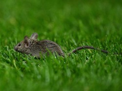 Momen tikus masuk lapangan pada bulan lalu itu kembali merebak jadi pembahasan hangat pada saat ini. Foto: Getty Images/Justin Setterfield