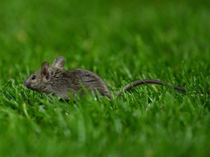 MANCHESTER, ENGLAND - NOVEMBER 28: A mouse is seen on the pitch during the UEFA Europa League 2024/25 League Phase MD5 match between Manchester United and FK Bodo/Glimt at Old Trafford on November 28, 2024 in Manchester, England. (Photo by Justin Setterfield/Getty Images)