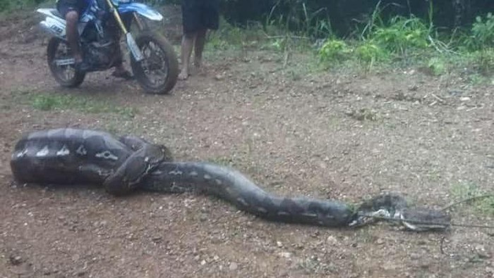 Warga di Kabupaten Enrekang, Sulawesi Selatan (Sulsel), kembali menangkap ular piton yang memangsa anak sapi. Kali ini, ular piton yang ditangkap dan dibunuh berukuran 6 meter.