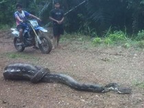Warga Enrekang Kembali Tangkap Piton Pemangsa Anak Sapi, Kali Ini 6 Meter