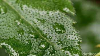 Salah satu fitur yang menarik di Vivo X200 Pro ada Super Makro. Membuat kita bisa memotret objek keci dengan sangat detail. Foto: Adi Fida Rahman/detikINET