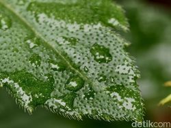 Menjajal Kamera Vivo X200 Pro yang Segera Hadir di Indonesia