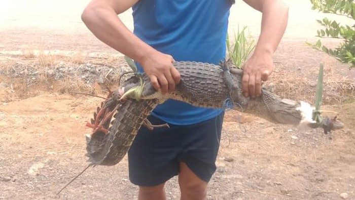Warga menangkap buaya yang muncul dari embung di Bombana.