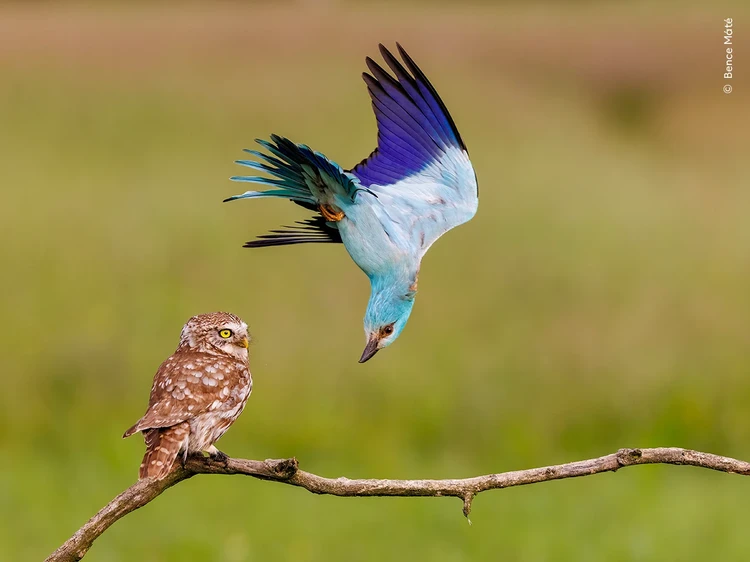 Wildlife Photographer of the Year 2024 Wildlife Photographer of the Year 2024