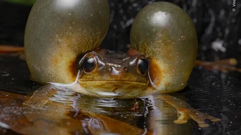 Seekor katak pohon bermata emas Suriname mengeluarkan pipinya saat bersiap untuk memanggil pasangan. Panggilan katak pohon bermata emas Suriname sangat kuat sehingga dapat didengar dari jarak ratusan meter. Karya Vincent Premel Foto: Wildlife Photographer of the Year