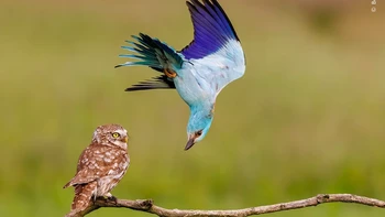 Seekor roller Eropa mempertahankan wilayahnya dari burung hantu kecil yang tampak bingung di Taman Nasional Kiskunság, Hongaria. Karya Bence Máté Foto: Wildlife Photographer of the Year