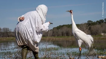 Seorang ahli biologi yang menyamar mendekati bangau yang terancam punah di Louisiana, AS. Michael telah mencatat kehidupan bangau yang terancam punah sejak awal 2019. Ahli biologi bertindak dengan kecepatan seperti kucing untuk memeriksa kesehatan burung dan mengganti pemancar yang tidak lagi berfungsi. Pemancar membantu ahli biologi melacak burung-burung yang tidak bermigrasi ini dan mempelajari lebih lanjut tentang mereka. Populasi eksperimental ini diperkenalkan kembali di Negara Bayou pada tahun 2011. Pada tahun 1940-an ada sekitar 20 bangau rejan di wilayah tersebut. Sejak itu, jumlahnya telah meningkat menjadi lebih dari 800. Karya Michael Forsberg Foto: Wildlife Photographer of the Year