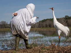 Karya Finalis Kontes Foto Hewan Liar Bikin Takjub, Ada Indonesia