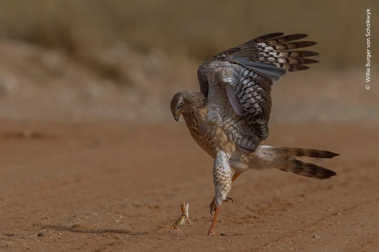 Wildlife Photographer of the Year 2024 Wildlife Photographer of the Year 2024