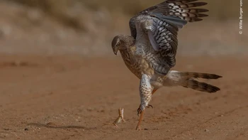 Seekor tokek tanah raksasa berdiri cepat melawan goshawk yang bernyanyi pucat di Kgalagadi Transfrontier Park, Afrika Selatan. Karya Willie Burger van Schalkwyk Foto: Wildlife Photographer of the Year