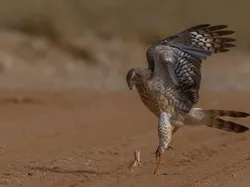 Karya Finalis Kontes Foto Hewan Liar Bikin Takjub, Ada Indonesia