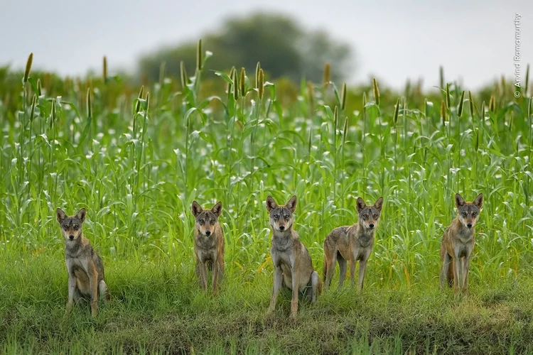 Wildlife Photographer of the Year 2024 Wildlife Photographer of the Year 2024