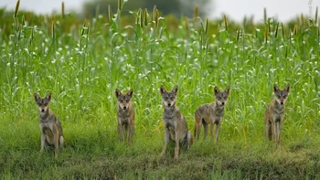 Anggota kawanan serigala India berhenti sejenak saat mereka bermain di ladang di Bhigwan, India. Karya Arvind Ramamurthy Foto: Wildlife Photographer of the Year