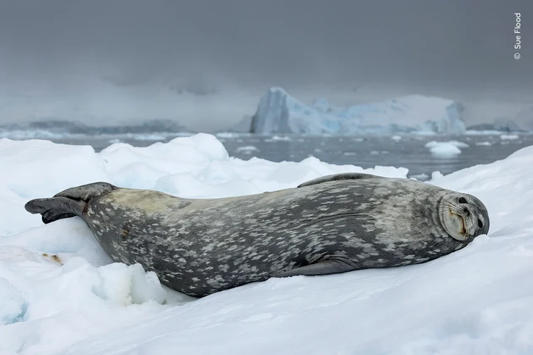Wildlife Photographer of the Year 2024 Wildlife Photographer of the Year 2024
