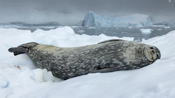 Langit biru-abu-abu yang dramatis menyoroti abu-abu lembut anjing laut Weddell saat bersandar di atas bongkahan es. Karya Sue Flood Foto: Wildlife Photographer of the Year