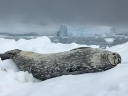 Karya Finalis Kontes Foto Hewan Liar Bikin Takjub, Ada Indonesia