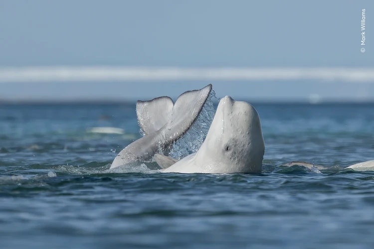 Wildlife Photographer of the Year 2024 Wildlife Photographer of the Year 2024
