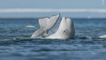 Seekor paus beluga menggosok bagian bawahnya di dasar sungai yang dangkal untuk mengelupas kulitnya. Karya Mark Williams Foto: Wildlife Photographer of the Year