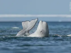 Karya Finalis Kontes Foto Hewan Liar Bikin Takjub, Ada Indonesia