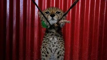 Seekor anak cheetah muda mendesis saat menunggu untuk dijual di Ethiopia. Ditangkap dari dataran asalnya di Wilayah Somalia, dia diangkut selama beberapa hari dengan punggung unta ke pantai utara Somaliland. Perdagangan satwa liar ilegal adalah masalah di Wilayah Somalia. Petani menangkap dan menjual anak cheetah kepada pedagang, mengklaim bahwa cheetah menyerang ternak mereka. Terkadang para petani dan pedagang tidak dapat menjual anak-anak mereka dengan segera. Semakin besar cheetah, semakin sulit untuk menemukan pembeli. Beberapa akhirnya dibunuh dan bagian mereka dijual, tulang mereka dikirim ke Yaman dan kemudian ke pasar Asia lainnya. Mereka kemudian dijual sebagai tulang harimau dan digunakan untuk membuat anggur tulang Cina. Setelah mendesis ke kamera, anak itu mulai berkicau, memanggil ibunya. Karya Jose Fragozo Foto: Wildlife Photographer of the Year