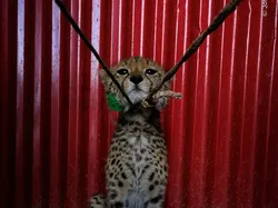 Karya Finalis Kontes Foto Hewan Liar Bikin Takjub, Ada Indonesia