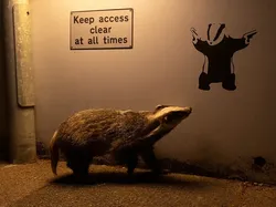 Karya Finalis Kontes Foto Hewan Liar Bikin Takjub, Ada Indonesia