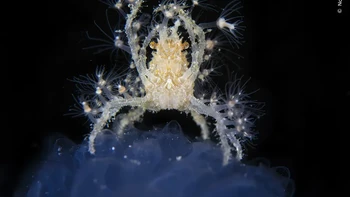 Seekor kepiting dekorator bertengger di atas air laut untuk menyisir air untuk plankton yang melayang. Noam mengambil foto ini saat menyelam di malam hari di lepas pulau Komodo, Indonesia. Semprotan laut memberi kepiting tahap yang sempurna untuk memakan plankton yang melayang. Kepiting itu telah menyamar dan mempersenjatai dirinya dengan hidroid kecil yang dikenal sebagai Tubularia. Ini dapat menyengat hewan lain dan membantu melindungi kepiting dari predator.Noam melihat kepiting dengan anggun mencari makanan, diterangi oleh lampu kilat kamera seolah-olah berada di tengah panggung sorotan. Karya Noam Kortler Foto: Wildlife Photographer of the Year