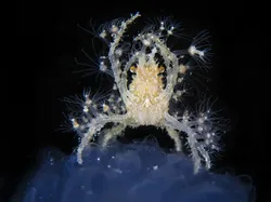 Karya Finalis Kontes Foto Hewan Liar Bikin Takjub, Ada Indonesia