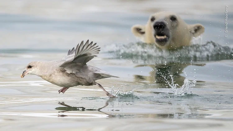 Wildlife Photographer of the Year 2024 Wildlife Photographer of the Year 2024