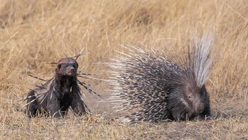 Seekor luak madu yang berlumuran darah namun bertekad kembali untuk menghabisi landak Cape, yang sebelumnya telah mencoba mempertahankan diri di Botswana. Karya David Northall Foto: Wildlife Photographer of the Year