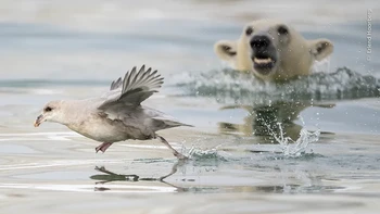 Seekor anak beruang kutub mencoba serangan mendadak di bawah air pada fulmar utara. Karya Erlend Haarberg Foto: Wildlife Photographer of the Year