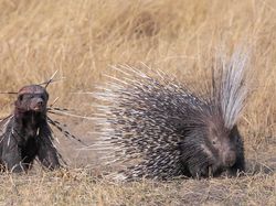 Karya Finalis Kontes Foto Hewan Liar Bikin Takjub, Ada Indonesia