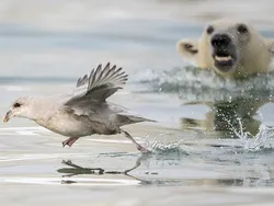 Karya Finalis Kontes Foto Hewan Liar Bikin Takjub, Ada Indonesia