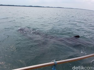 Libur Nataru, Pantai Bentar Probolinggo Ramai Wisatawan Lihat Hiu Tutul