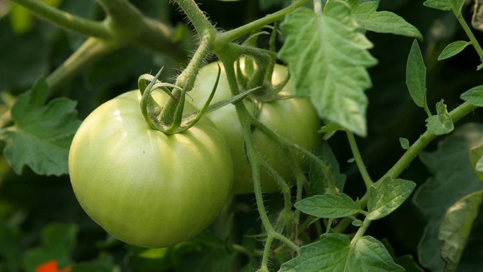 Ilustrasi tomat berwarna putih kehijauan.