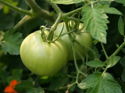 White Tomato, Bahan Skincare yang Viral dan Khasiatnya untuk Kulit