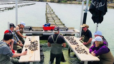 Tur Ini Ajak Pesertanya Makan Tiram Segar Tepat di Tengah Laut