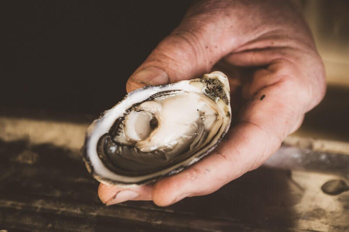 Fresh oysters from the sea at Coffin Bay on Eyre Peninsula